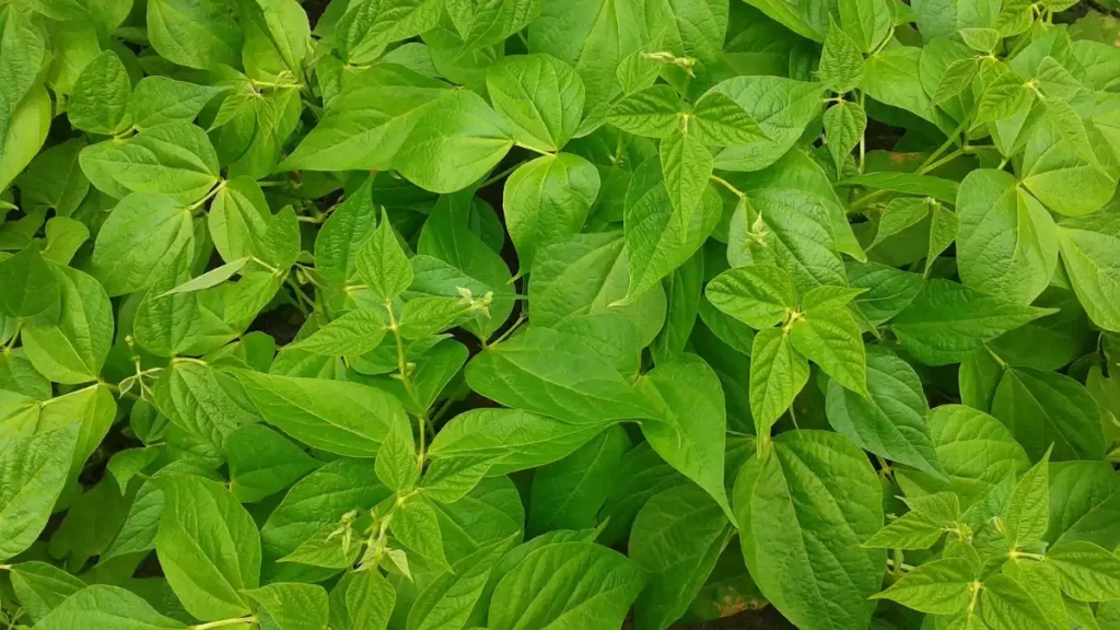 Cultivate Long Beans in Containers at Home