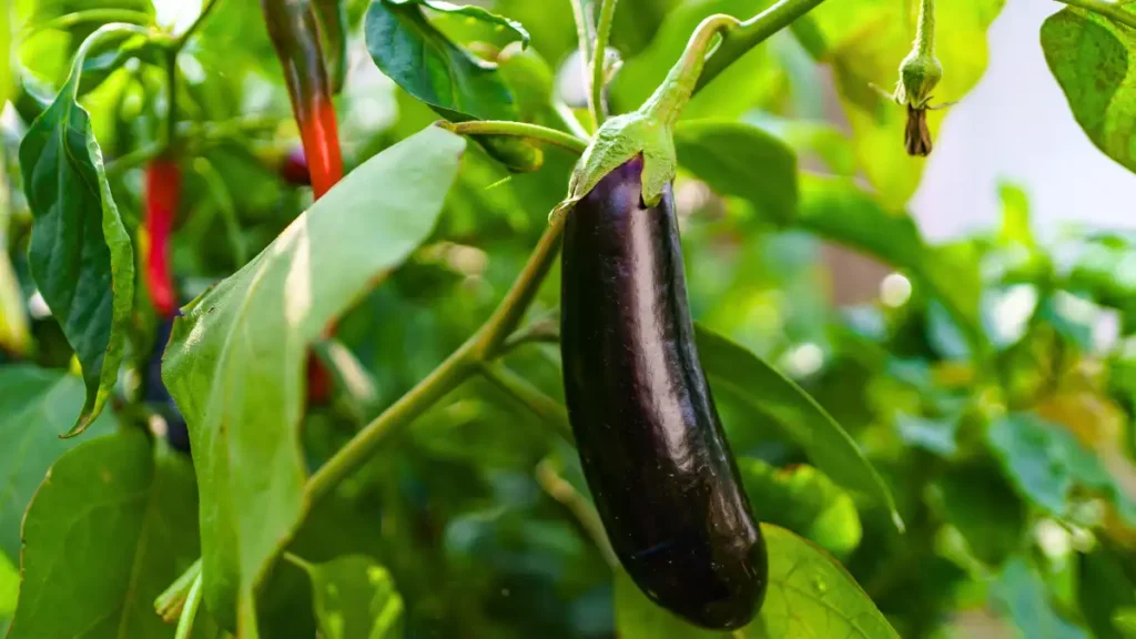 Growing Eggplants Upside Down