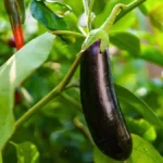 Growing Eggplants Upside Down