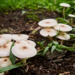 Indoor Mushroom Garden