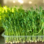 Growing Peas From Seed