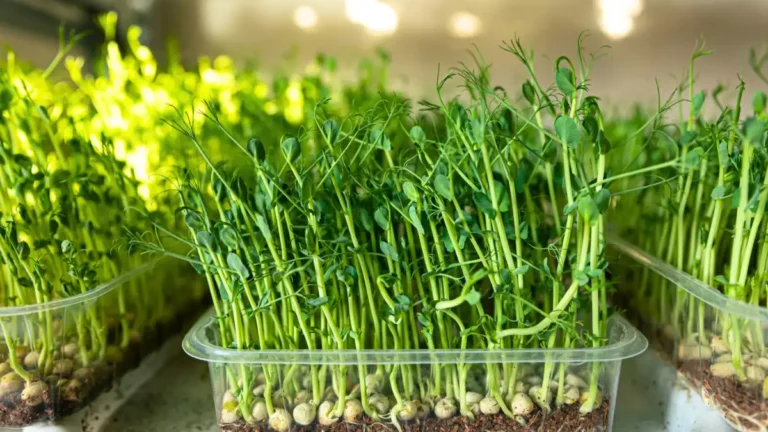 Growing Peas From Seed