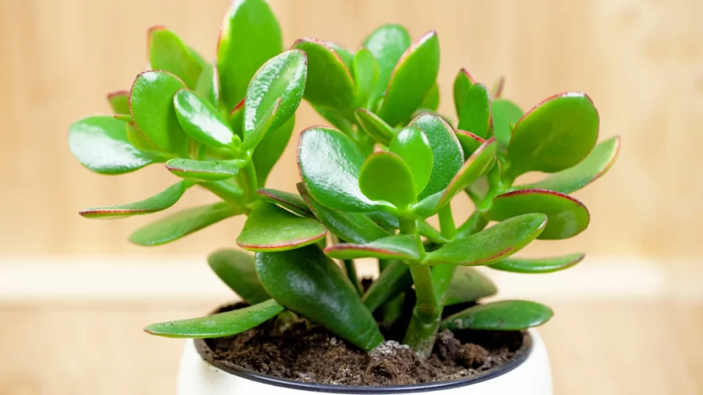 Environmental and Social Advantages of Crassula