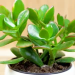 Environmental and Social Advantages of Crassula