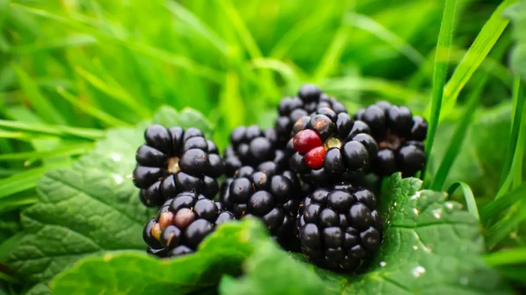 We'll explore how to grow blackberries at home