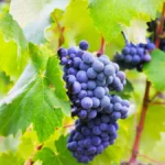 How to prune grape vines