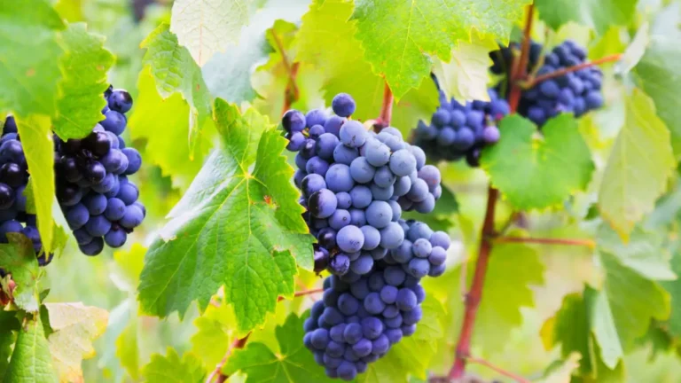 How to prune grape vines