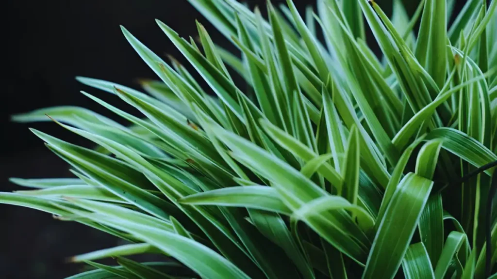 How To Grow Lemongrass