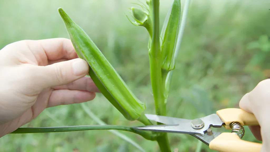 Harvest okra