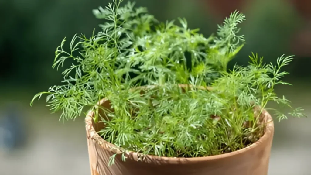 How to Grow Dill in Pots