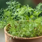 How to Grow Dill in Pots