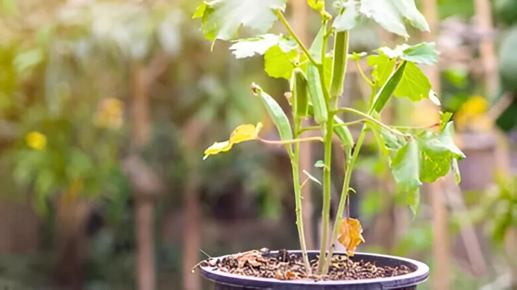 How to Grow Okra from Seeds in Pots