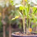 How to Grow Okra from Seeds in Pots
