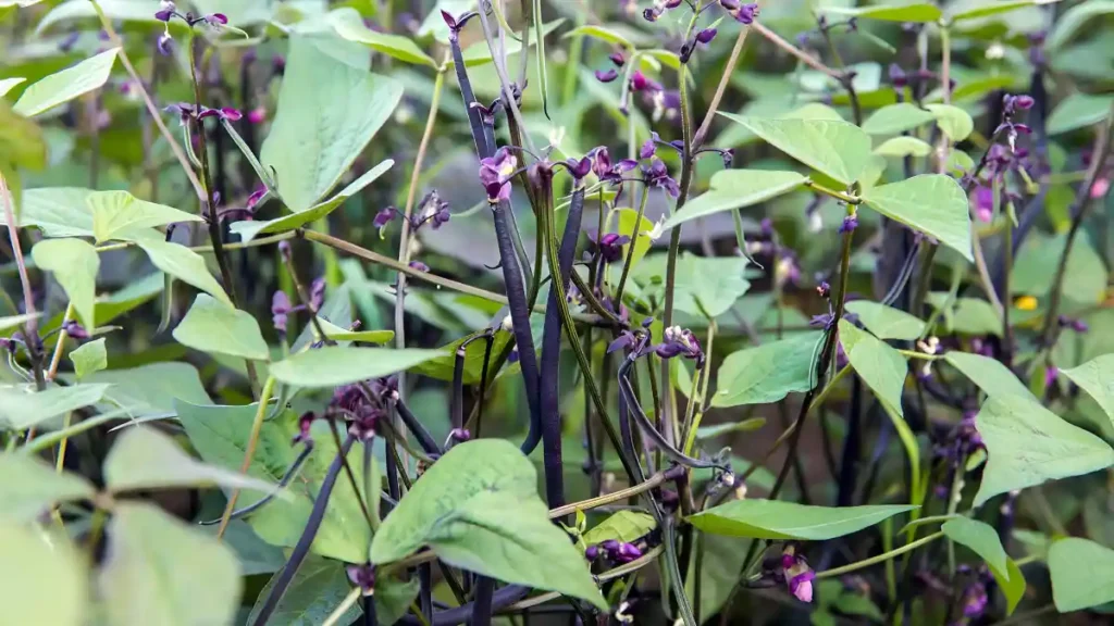 Cultivate Long Beans in Containers at Home