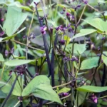 Cultivate Long Beans in Containers at Home