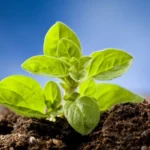 Growing Oregano In Pots