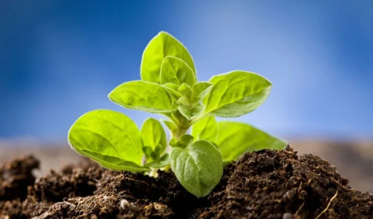 Growing Oregano In Pots