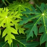 Papaya leaves benefits