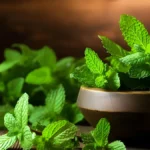peppermint plants