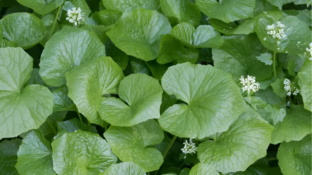 How To Grow Wasabi