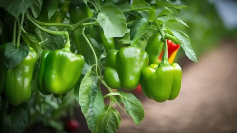 Growing Bell Peppers