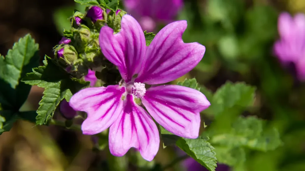 Common Mallow