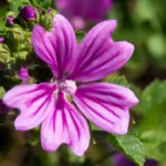 Common Mallow