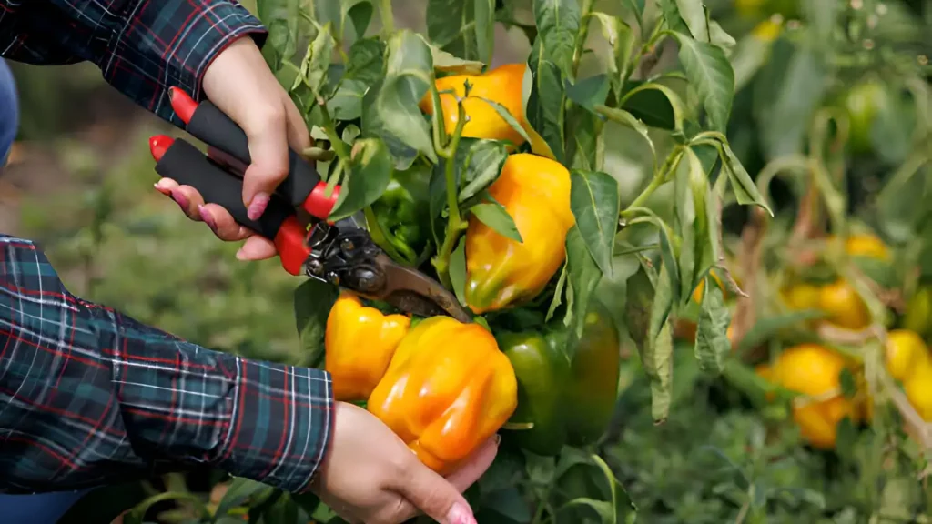 Growing Bell Peppers