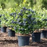 Growing Blueberries In Pots