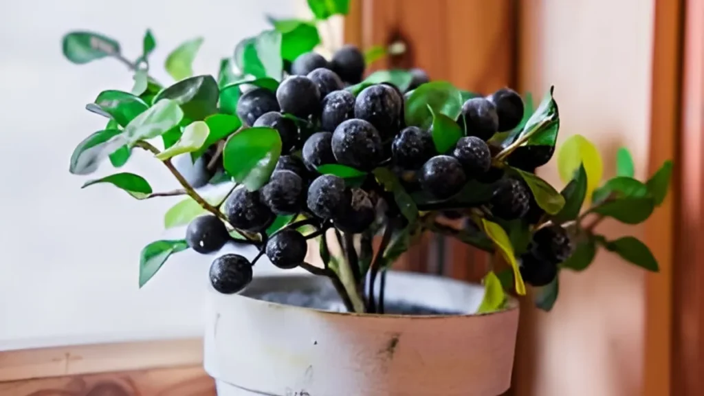 Growing Blueberries In Pots