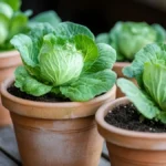 Growing cabbage in containers