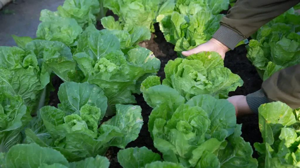 Growing Cabbage In Containers