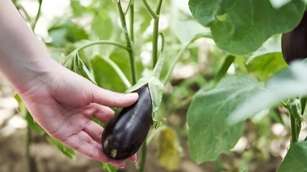 Growing eggplant