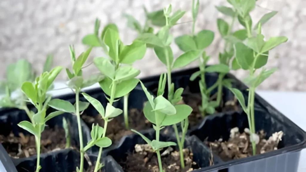 Growing Peas In Containers