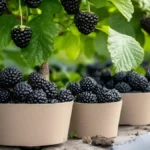 How to grow blakberries