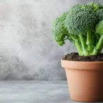 how to grow broccoli