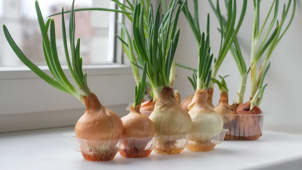 How to grow green onions without soil