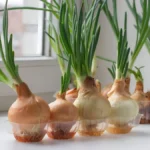 How to grow green onions without soil