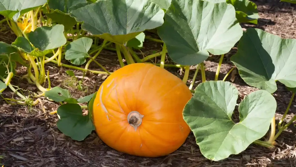 How to grow pumpkins