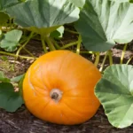 How to grow pumpkins