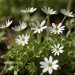Chickweed Benefits