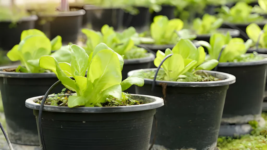 Growing Lettuce In Containers