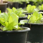 Growing Lettuce In Containers