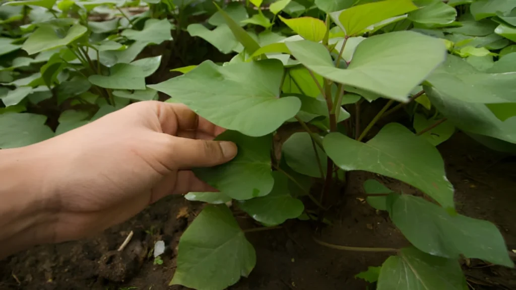 How To Grow Sweet Potatoes