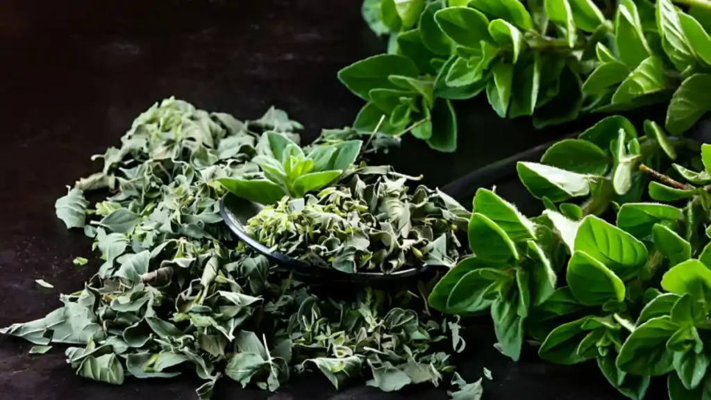 Benefits Of Oregano