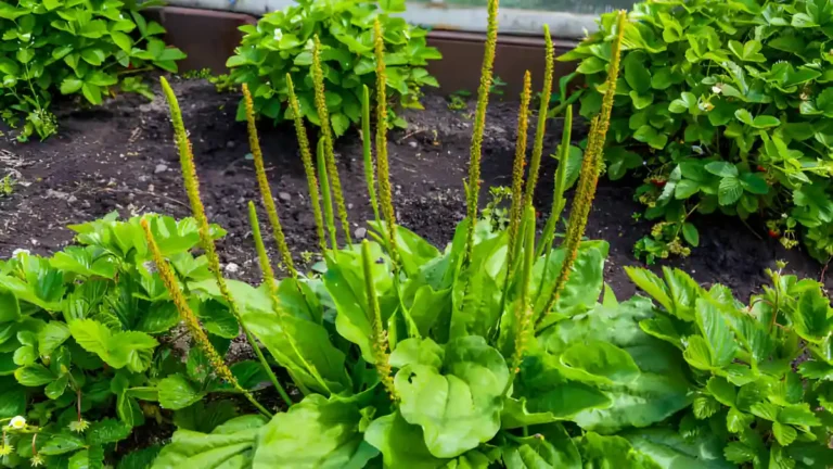 8 Broadleaf Plantain Benefits: Powerful Healing Guide Broadleaf Plantain