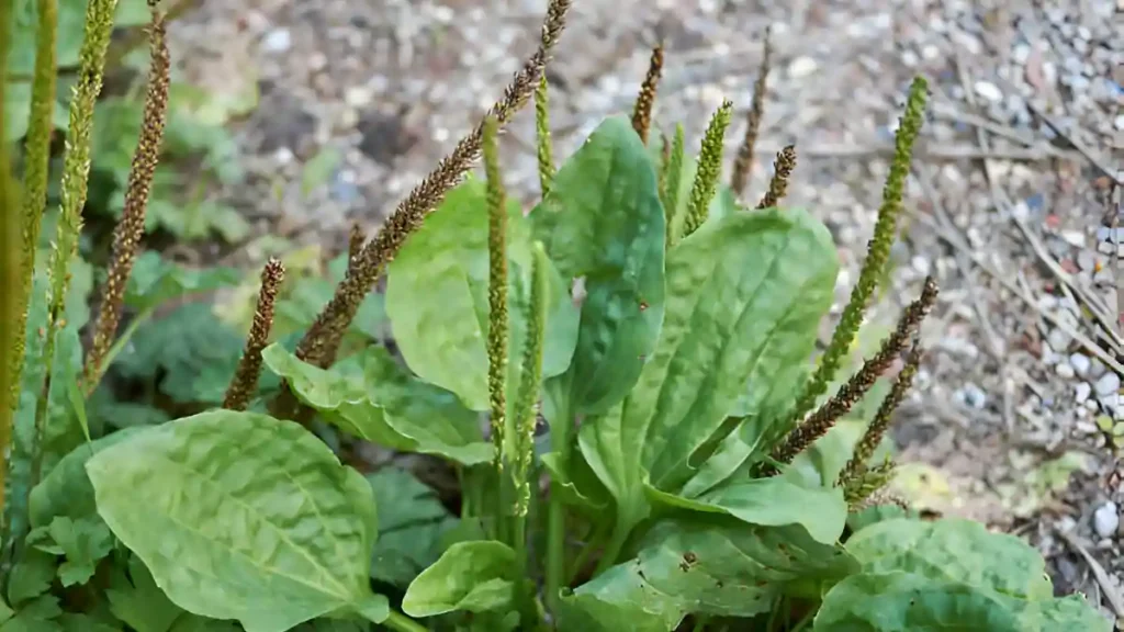 Broadleaf Plantain Benefits