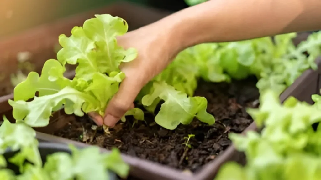 Growing Lettuce