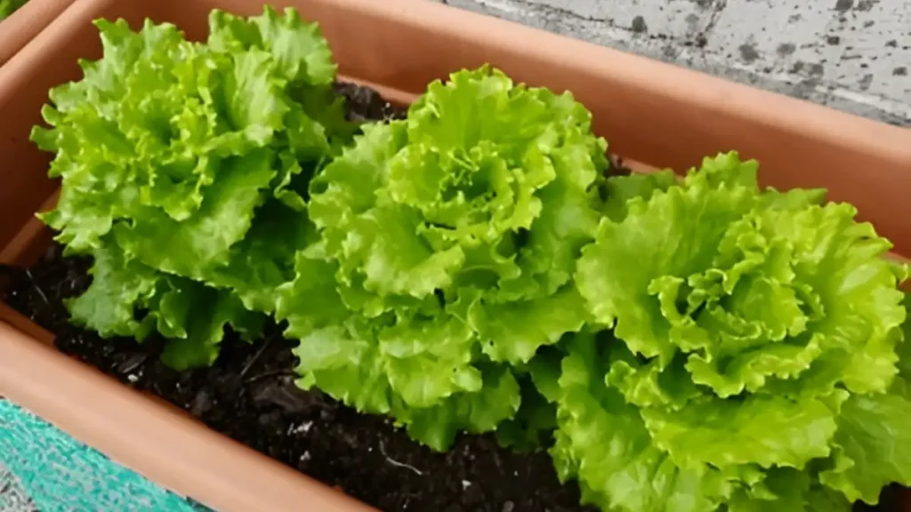 Growing lettuce in containers