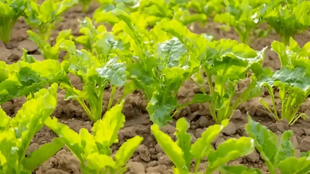 Growing Sugar Beets